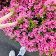 ヒメ日記 2025/04/16 08:30 投稿 あそび 西船人妻花壇