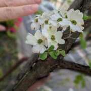 ヒメ日記 2025/04/17 08:01 投稿 あそび 西船人妻花壇