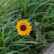 ヒメ日記 2025/07/25 05:42 投稿 あそび 西船人妻花壇