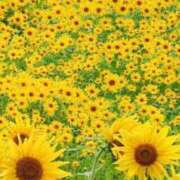 ヒメ日記 2025/08/08 11:05 投稿 あそび 西船人妻花壇