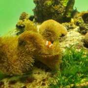 ヒメ日記 2025/03/13 06:00 投稿 あゆみ 西船人妻花壇