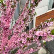 ヒメ日記 2025/03/30 07:01 投稿 あゆみ 西船人妻花壇