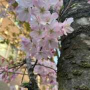 ヒメ日記 2025/04/03 07:12 投稿 あゆみ 西船人妻花壇