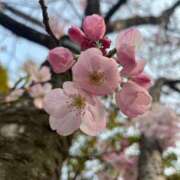 ヒメ日記 2025/04/08 11:01 投稿 あゆみ 西船人妻花壇