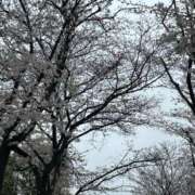 ヒメ日記 2025/04/10 06:00 投稿 あゆみ 西船人妻花壇