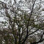 ヒメ日記 2025/04/13 07:01 投稿 あゆみ 西船人妻花壇