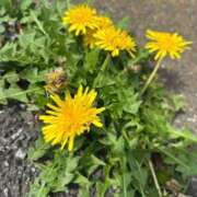 ヒメ日記 2025/04/17 06:00 投稿 あゆみ 西船人妻花壇