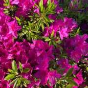 ヒメ日記 2025/04/30 08:24 投稿 あゆみ 西船人妻花壇