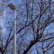 ヒメ日記 2026/03/28 07:39 投稿 あゆみ 西船人妻花壇