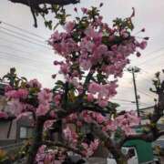 ヒメ日記 2026/03/30 10:57 投稿 あゆみ 西船人妻花壇