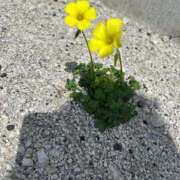 ヒメ日記 2026/04/06 10:42 投稿 あゆみ 西船人妻花壇