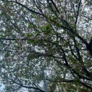 あゆみ あっという間に 西船人妻花壇