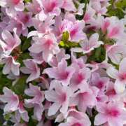 ヒメ日記 2026/04/20 15:23 投稿 あゆみ 西船人妻花壇