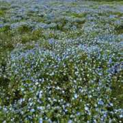 ヒメ日記 2025/05/21 13:08 投稿 ふう 西船人妻花壇