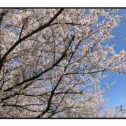 ヒメ日記 2025/04/06 23:36 投稿 さよ 西船人妻花壇