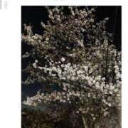 ヒメ日記 2025/04/12 20:23 投稿 さよ 西船人妻花壇