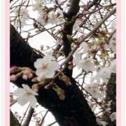 ヒメ日記 2026/03/27 00:48 投稿 さよ 西船人妻花壇