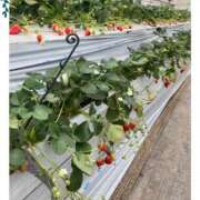 ヒメ日記 2026/03/31 00:53 投稿 さよ 西船人妻花壇