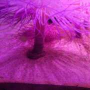 ヒメ日記 2026/01/11 16:04 投稿 まなみ 西船人妻花壇