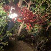 ヒメ日記 2025/05/29 14:47 投稿 もか 西船人妻花壇