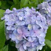 ヒメ日記 2025/09/15 12:36 投稿 もか 西船人妻花壇