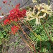 ヒメ日記 2025/10/07 19:00 投稿 もか 西船人妻花壇