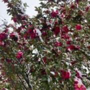 もか 遂にね、、、ww 西船人妻花壇