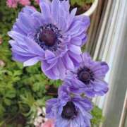 ヒメ日記 2025/03/25 20:22 投稿 みかさ 西船人妻花壇