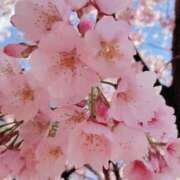 ヒメ日記 2025/04/01 10:07 投稿 みかさ 西船人妻花壇