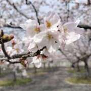 ヒメ日記 2025/04/12 09:24 投稿 みかさ 西船人妻花壇