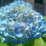 ヒメ日記 2025/06/19 15:27 投稿 みかさ 西船人妻花壇