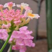 ヒメ日記 2025/07/17 21:48 投稿 みかさ 西船人妻花壇