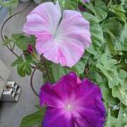 ヒメ日記 2025/08/10 10:50 投稿 みかさ 西船人妻花壇