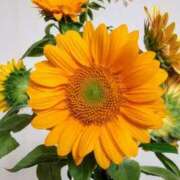 ヒメ日記 2025/08/18 21:06 投稿 みかさ 西船人妻花壇