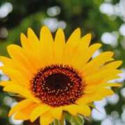 ヒメ日記 2025/08/26 08:40 投稿 みかさ 西船人妻花壇