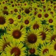 ヒメ日記 2025/09/12 22:51 投稿 みかさ 西船人妻花壇