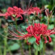 ヒメ日記 2025/10/06 23:41 投稿 みかさ 西船人妻花壇