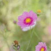 ヒメ日記 2025/10/12 00:15 投稿 みかさ 西船人妻花壇