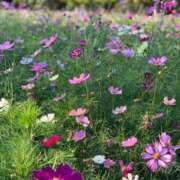 ヒメ日記 2025/11/19 10:01 投稿 みかさ 西船人妻花壇