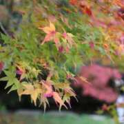 ヒメ日記 2025/11/30 17:44 投稿 みかさ 西船人妻花壇