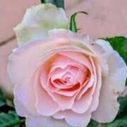 ヒメ日記 2026/01/07 13:08 投稿 みかさ 西船人妻花壇