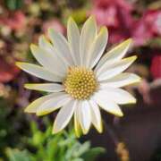 ヒメ日記 2026/01/08 20:58 投稿 みかさ 西船人妻花壇