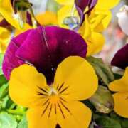 ヒメ日記 2026/01/17 08:49 投稿 みかさ 西船人妻花壇