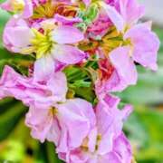 ヒメ日記 2026/01/24 21:29 投稿 みかさ 西船人妻花壇