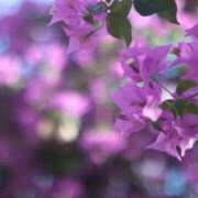 ヒメ日記 2026/02/04 13:07 投稿 みかさ 西船人妻花壇