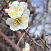 ヒメ日記 2026/02/12 15:24 投稿 みかさ 西船人妻花壇