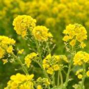 ヒメ日記 2026/03/07 19:24 投稿 みかさ 西船人妻花壇