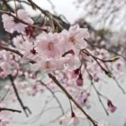 ヒメ日記 2026/04/11 20:22 投稿 みかさ 西船人妻花壇