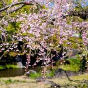 ヒメ日記 2026/04/20 22:32 投稿 みかさ 西船人妻花壇