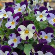 ヒメ日記 2026/04/23 00:47 投稿 みかさ 西船人妻花壇